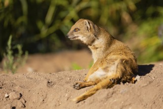 One yellow mongoose, Cynictis penicillata, or red meerkat resting on sand, eyes open