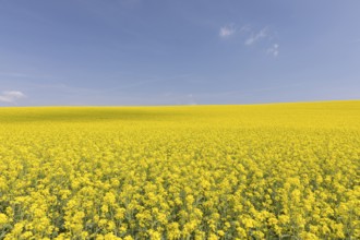 Field of blooming Rapeseed (Brassica napus) with blue sky