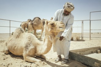 Camel breeder with dromedaries (Camelus dromedarius) on his farm near Shisr, Dhofar, Oman, Asia