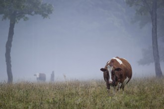 A Holstein Friesian cow stands grazing on a meadow with trees on a foggy day. Eng Valley, Austria,