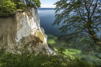 Cliffs and chalk cliffs Møns Klint, Mön Island, Denmark, Europe
