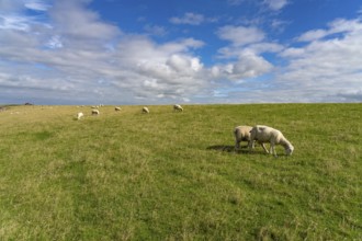 Sheep on the dyke of the Nordstrand peninsula, Nordfriesland district, Schleswig-Holstein, Germany,