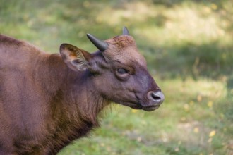Portrait of a young female Gaur (Bos gaurus gaurus) on a green meadow