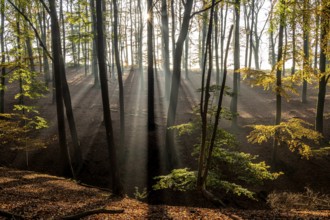 Autumn with morning sunshine in the forest, Fröndenberg, North Rhine-Westphalia, Germany, Europe