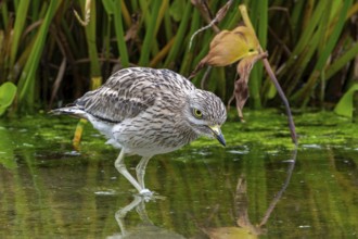 Eurasian stone-curlew, Eurasian thick-knee (Burhinus oedicnemus) foraging in shallow water of pond