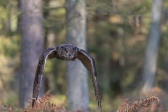 One Eurasian Eagle Owl, Bubo bubo, flying thru a forest with ferns on the ground
