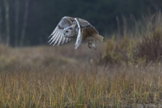 One Siberian Eagle Owl (Bubo bubo sibiricus) flying over tall reed grass lakeshore on an autumnal