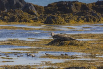 One harbor seal (Phoca vitulina), also known as the common seal, resting on a rock at the coast of