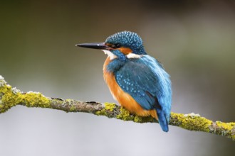 Kingfisher (Alcedo attis), adult male, perched on a branch, Hesse, Germany, Europe