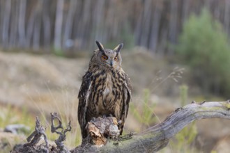 One Eurasian Eagle Owl, Bubo bubo, sitting on a root of a dead tree. A forest in the background