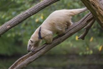 One southern tamandua (Tamandua tetradactyla), walking down a dead branch in a forest