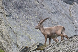 Young ibex (Capra ibex) standing on rocks on 2500 m sea level in the Hohe Tauern National Park