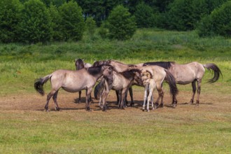 A herd of tarpans (Equus ferus) stands in a clearing in the Masuria tarpan horse reserve, belonging
