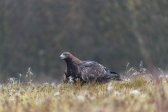 One golden eagle (Aquila chrysaetos) fsittin in a meadow during slight snow fall. A forest in the