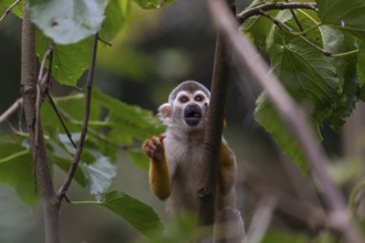 One baby Central American squirrel monkey, Saimiri oerstedii, climbing through bushes. Green