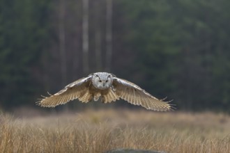 One Siberian Eagle Owl (Bubo bubo sibiricus) landing on a rock between tall reed grass lakeshore on