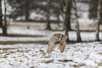 One Siberian Eagle Owl (Bubo bubo sibiricus) flying over a snowy meadow at the edge of a a forest