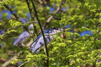 Two black-crowned night herons (Nycticorax nycticorax) or black-capped night heron sit in a tree