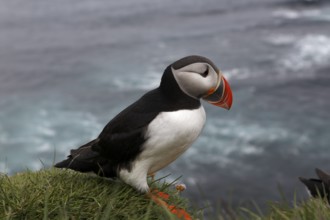 Atlantic Puffin, Common Puffin. Fratercula arctica, at the cliffs of Latrabjarg, Iceland, Europe