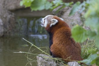 One red panda, Ailurus fulgens, sitting riverside on a rock, framed by green leafs. Some bamboo