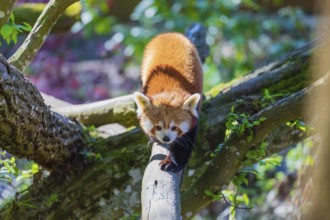 One red panda, Ailurus fulgens, balancing over a log, serving as a bridge