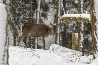 One female Red Deer standing in a snow covered dense forest in winter