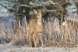 Roe deer standing in hoar frosted dead stinging nettle at minus 15 °C at sunrise. Trees and dead