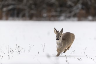 One young male Roe Deer, Roe buck (Capreolus capreolus), walking over a snowy meadow. Trees in the