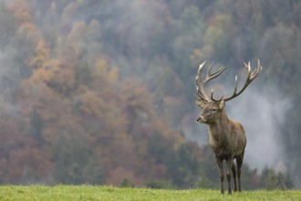 Red Deer buck at the end of the rutting season