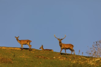 One Red Deer stag (Cervus elaphus) and two does walking along a hill crest in late light with a