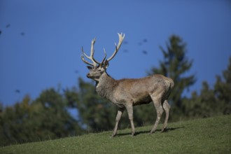 Red Deer stag at the rutting season. Sky in background