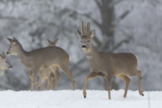 Some female and one male Roe Deer, (Capreolus capreolus), walking over a snowy meadow. Snow covered