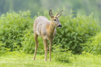 One female Roe Deer, (Capreolus capreolus), walking thru a thicket of stinging nettle in late