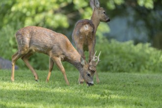 One male Roe Deer, Roe buck (Capreolus capreolus), grazing on a green meadow with some green trees