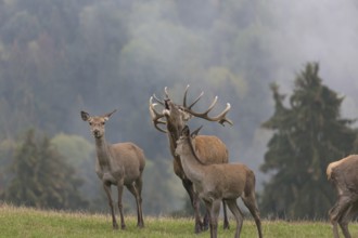 Red Deer buck standing on a meadow in autumn. Fog and trees in the background. Rutting season,