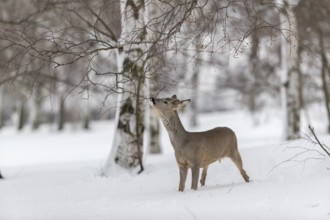 One young male Roe Deer, Roe buck (Capreolus capreolus), standing in a forest in deep snow. Trees