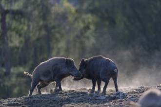 Two young wild boar or wild pig (Sus scrofa), play fighting on dusty soil with a green forest in