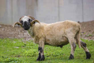 A male Valais Blacknose sheep (Avis Aries) stands on a green meadow on hilly ground