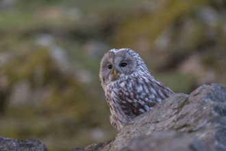 One tawny owl or brown owl (Strix aluco) sitting on a rock and looking for prey