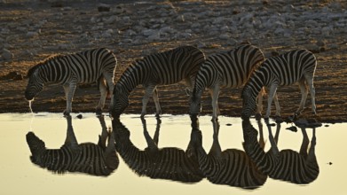 Herd of zebra, Burchell's zebra (Equus quagga burchellii) drinking at the water, waterhole, Etosha