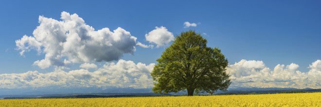 Lime tree (Tilia) on the Hödinger Berg, Hödingen, Lake Constance district, Upper Swabia,