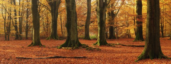 Panorama, huge old beech trees in the Hutewald forest in autumn in full autumn colour, natural