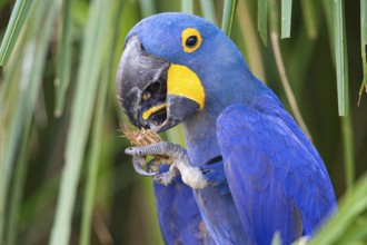 Hyacinth Macaw (Anodorhynchus hyacinthinus) Pantanal Brazil