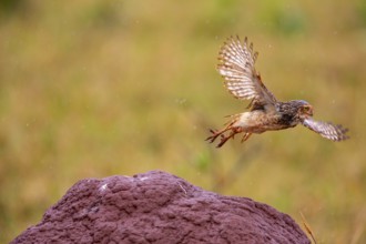 Burrowing owl (Speotyto cunicularia) Pantanal Brazil
