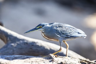 Mongrove Heron (Butorides striatus) Pantanal Brazil