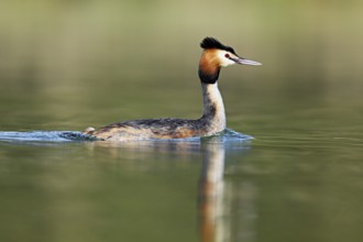 Great crested grebe (Podiceps scalloped ribbonfish), floating on the water in the morning light,