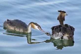 Great crested grebe (Podiceps scalloped ribbonfish) feeding its offspring, Lake Zug, Canton Zug,