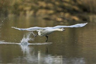 Mute swan (Cygnus olor), taking off from the water, Flachsee, nature reserve, Reusstal, Canton