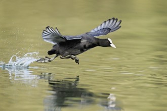 Eurasian Coot (Fulica atra), adult bird walking over water, Flachsee, Canton Aargau, Switzerland,