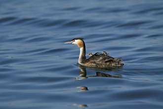 Great Crested Grebe (Podiceps Scalloped ribbonfish), with two chicks in plumage swimming in the